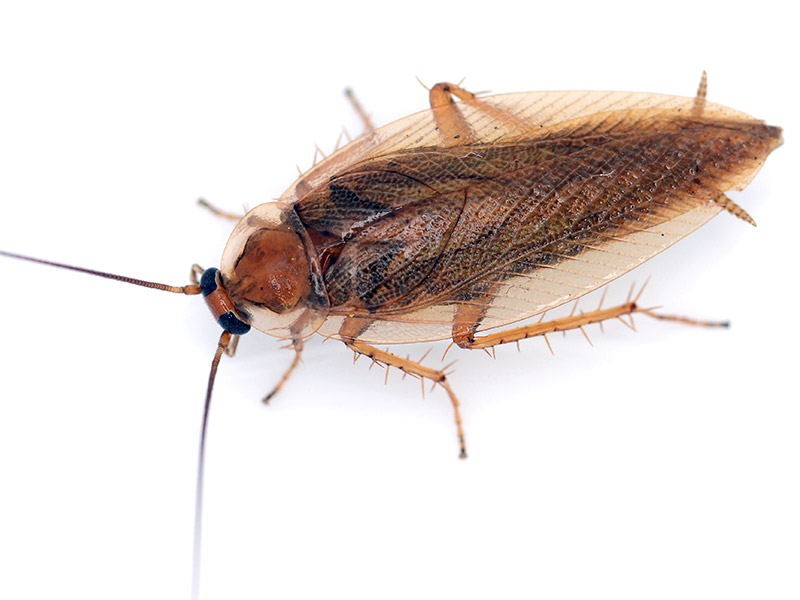 Schabenbekämpfung Augsburg